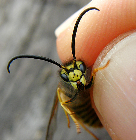 Let's talk about what needs to be done with wasp stings in order to prevent the development of health-threatening complications, and simply to relieve discomfort as soon as possible.
