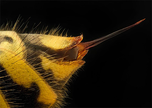 Immediately after a wasp sting, it is important to reduce the rate of spread of the poison and reduce the intensity of the edema.