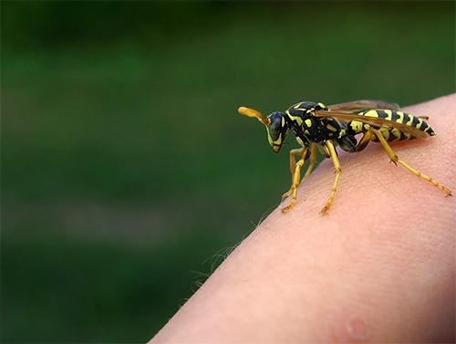 Some people have an increased sensitivity to insect bites - in this case, the consequences may not be limited to just itching.