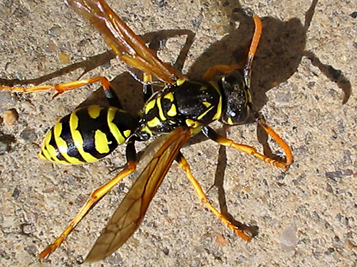 paper wasp 