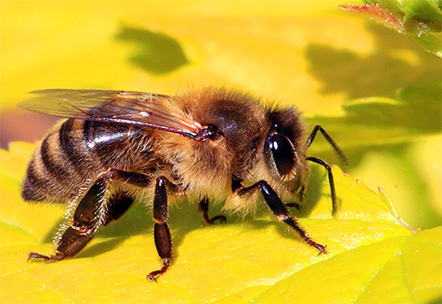 What does a honey bee look like?
