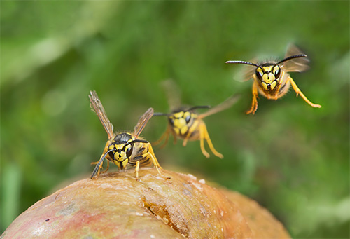 It should be remembered that stinging insects can attack in a swarm, and this is dangerous for any person.