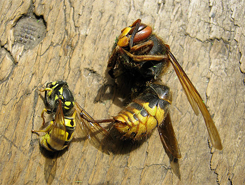 In the photo on the left is a paper wasp, and on the right is an ordinary hornet