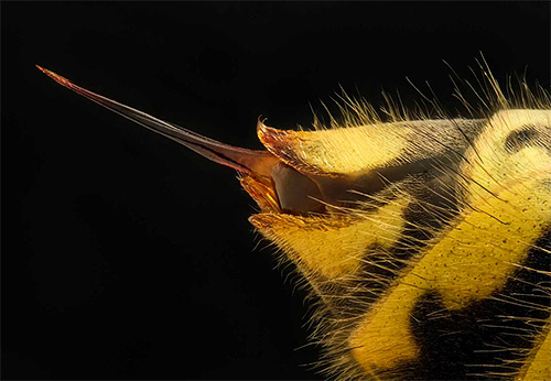 Vous ne pouvez pas ouvrir la morsure à la recherche d'une piqûre, car les guêpes, contrairement aux abeilles, ne la laissent pas dans la plaie.