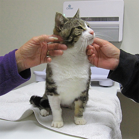 Ak sa po uštipnutí hmyzom vyskytnú zjavné komplikácie, je vhodné vziať mačku čo najskôr k veterinárovi.