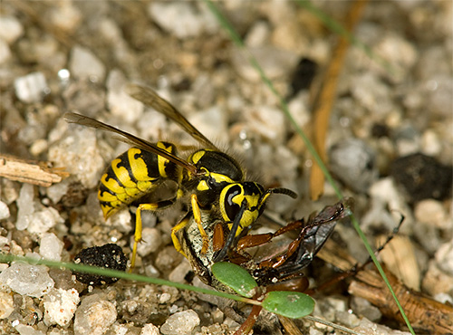 Som regel använder getingen inte sitt stick när den angriper andra insekter, utan använder det endast för självförsvar.