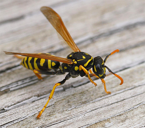 Många läkemedel för att lindra klåda och svullnad efter bett från getingar eller andra insekter är inte lämpliga för gravida kvinnor.
