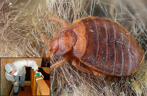 The market of services for the destruction of bedbugs in Moscow is filled with a variety of companies, and how can an ordinary person figure out which one is best to entrust the processing of his own home? ..