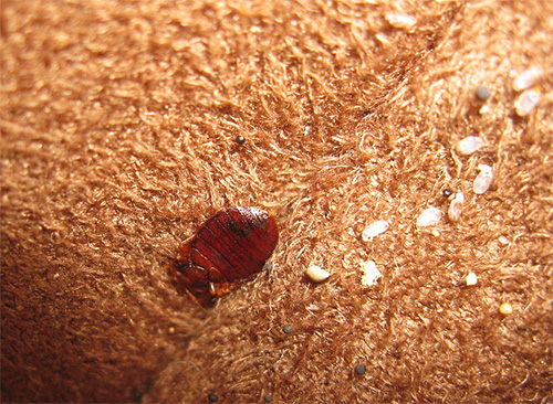 The photo shows a bed bug as well as eggs on the bed mattress