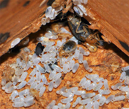 If there are a lot of bedbugs in the room, then even professionals will not always be able to remove them after the first treatment.