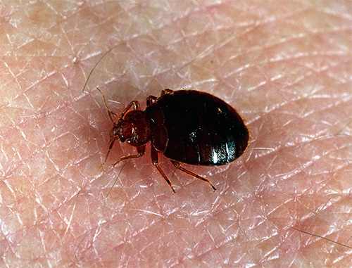 If the processing was carried out by non-professionals, then after a couple of days the insects may appear again.