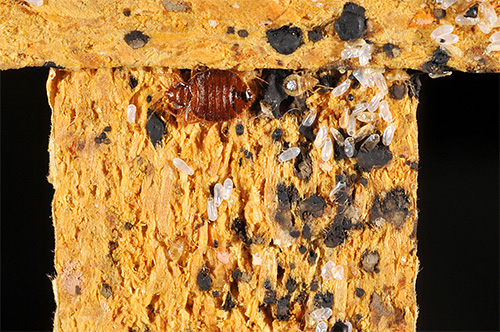 Accumulation of bedbugs in the sofa.
