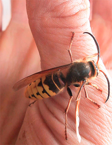 Underskatta inte faran med hymenopterabett, eftersom de ibland framkallar riktigt allvarliga allergiska reaktioner.