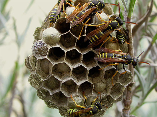 When wasps decide to build their nest in a house or just in a summer cottage, you often have to get rid of them - we will talk about this later.