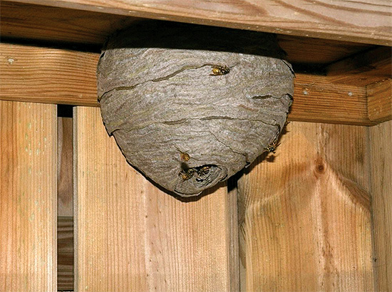 The photo shows another example of a fairly large wasp nest.