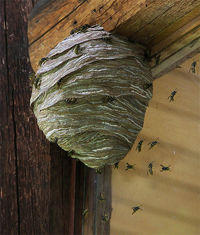 If the dwelling of insects is located too close to a wooden house, then it is absolutely impossible to use fire.