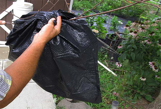 The insecticide is poured into a bag that wraps around a hornet's nest.
