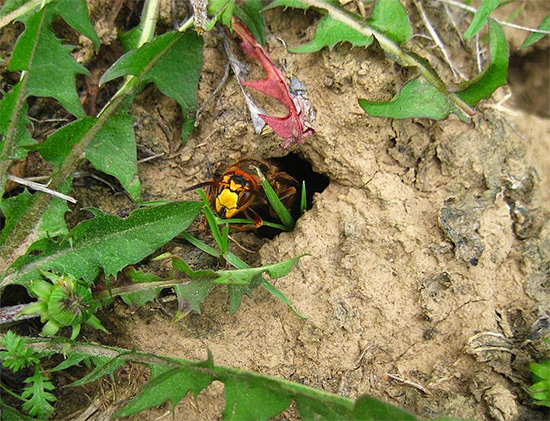 You can get rid of wasps in the ground with the help of water - simply by flooding their dwelling.