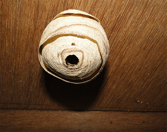 On a flat ceiling, the nest can be destroyed with a bucket of water, effectively drowning the insects.