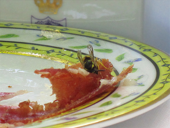 It is quite easy to attract wasps to all sorts of baits, for example, in the form of poisoned meat.