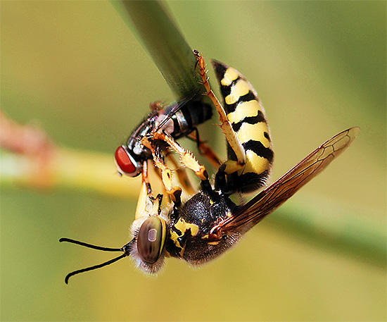 Wasps can be useful in that they destroy small garden pests.