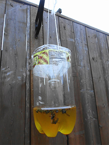 Such a wasp trap can be hung in any convenient place.