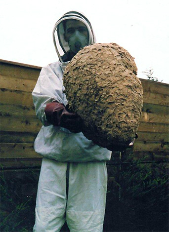 Sometimes a hornet's nest can reach gigantic proportions...