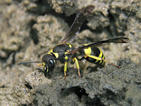 If insects do not cause you any particular inconvenience, then you should not rush to get rid of them.