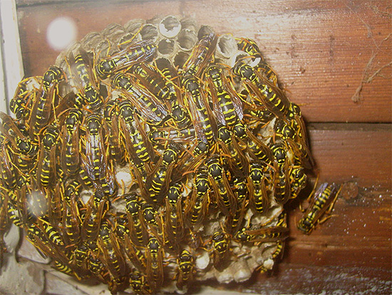 Wasp nests can pose a direct threat to human health