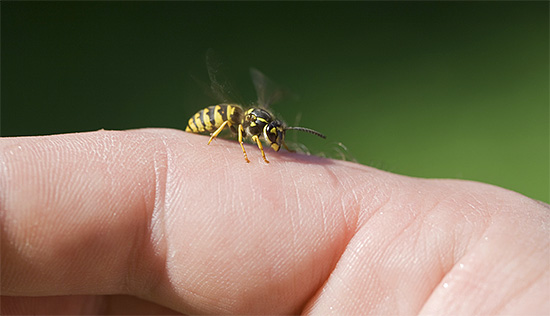A single wasp sting is not the worst thing, because sometimes they attack in a swarm.