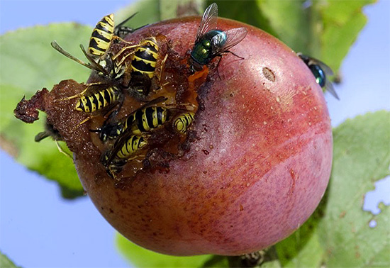 Sometimes wasps fly to the summer cottage just to eat ...
