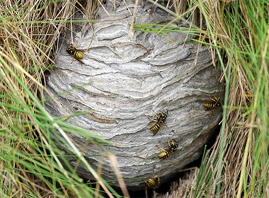 Sometimes a nest of wasps can be found right in the grass.