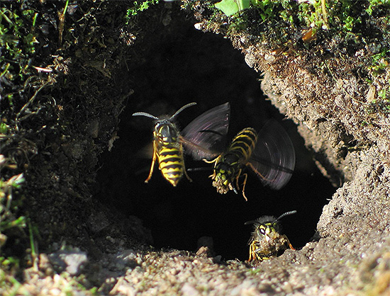 The photo shows the entrance to the hornet's nest, located underground.