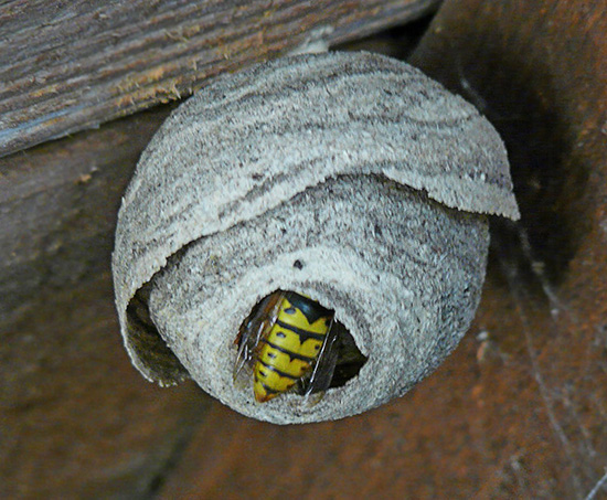Often wasps build their dwelling under the ceiling of country houses.