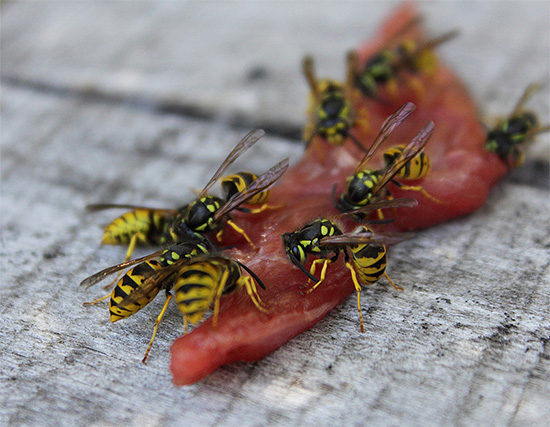 Insects flocked to a piece of meat
