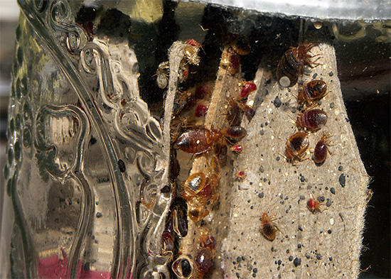 Användningen av tre insekticider i Xulat Micro på en gång gör det inte möjligt att utveckla resistens mot medlet i insektspopulationen.