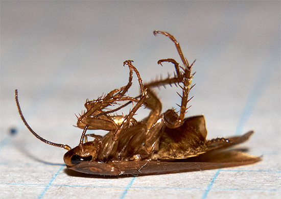 Aktiva insekticidpartiklar kommer att finnas kvar på de behandlade ytorna under lång tid.