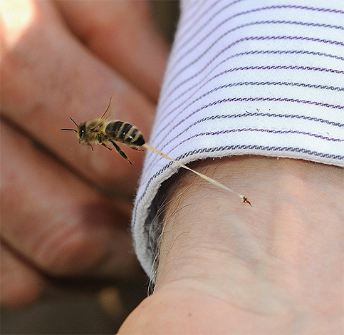 Med bett av vissa insekter kan effektiviteten av salvor och krämer vara otillräcklig, vilket till stor del beror på personen själv.