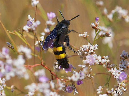 Scolia på en blomma