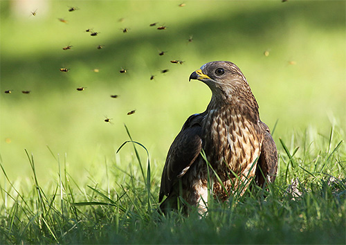 Honungsvråk omgiven av störda insekter