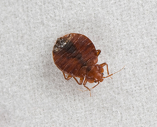 Beaucoup de gens ne comprennent pas pourquoi des piqûres apparaissent sur leur corps jusqu'à ce qu'ils voient de leurs propres yeux un insecte sur une feuille.