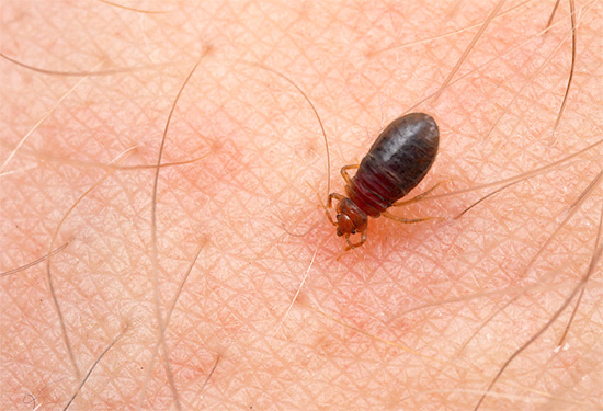 A foto mostra um percevejo sugando sangue