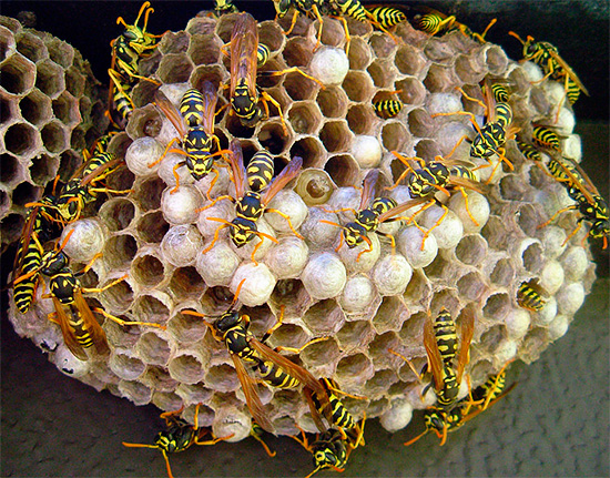Diclorvos è abbastanza adatto per avvelenare rapidamente gli insetti nel nido.