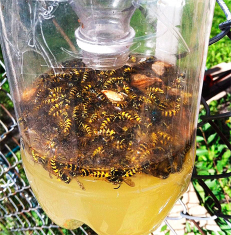 La foto mostra un esempio di una trappola piena di vespe morte.