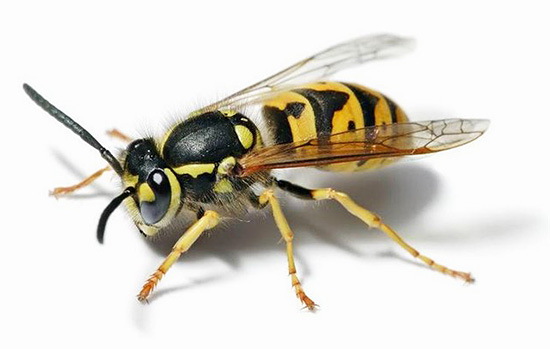 È possibile che in futuro le vespe possano essere utili nella cura dei tumori cancerosi...