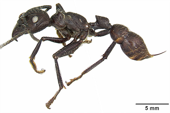 La formica sudamericana Paraponera clavata - le sue punture sono considerate una delle più dolorose tra gli insetti in generale.