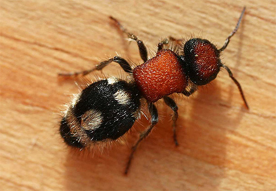 vespa tedesca