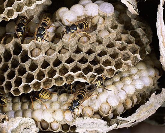 Parliamo delle cosiddette vespe selvatiche: molte specie di insetti sono nascoste sotto questo nome ...