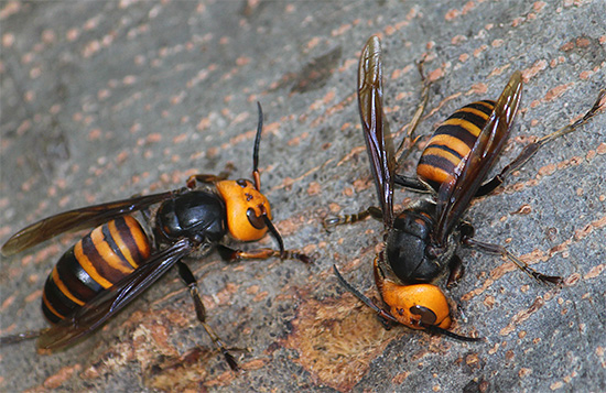 Enormi calabroni giapponesi - Vespa Mandarinia