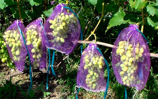 La maille épaisse ne limite pas la croissance de la grappe et protège en même temps les raisins des dégâts des guêpes.